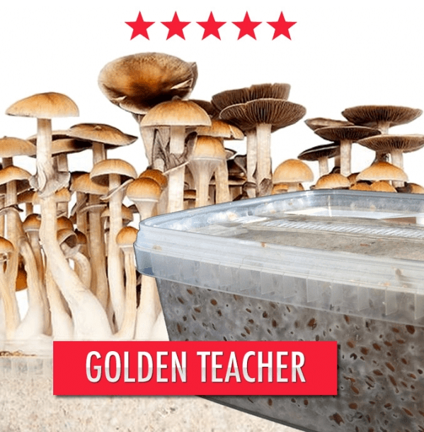 Golden Teacher Paddo Groeikit - 1200cc